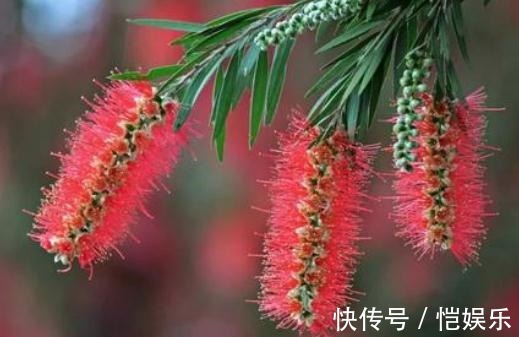 家养“串钱柳”,花开一串串,花色“红如火”,盆盆吊满花