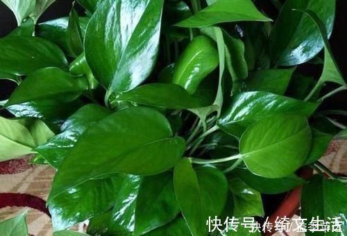 浇灌|养花用什么水浇灌2种'万能浇花水'，浇啥花都能越长越旺盛