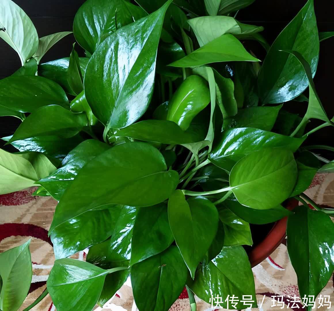 文竹|花卉不要“养得太好”,不然观赏性大打折扣,得不偿失