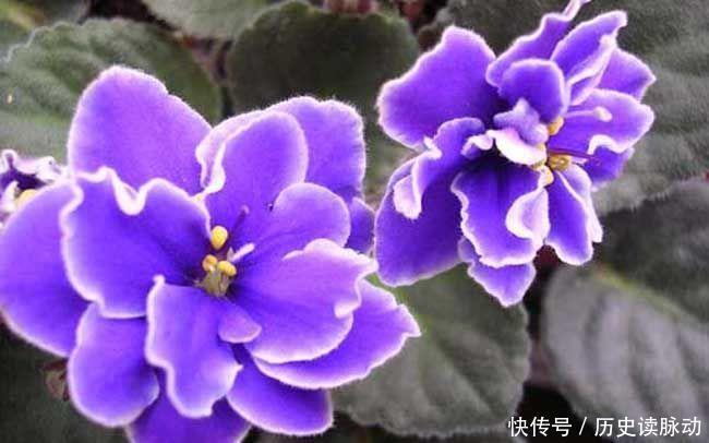 喜欢赏花,试试养护此款小花,开花多轻松爆成花海