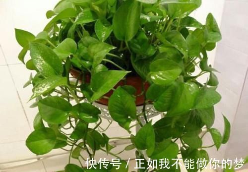 琴叶榕|家养3种花,带走甲醛、二手烟,净化空气,不易生病好养护