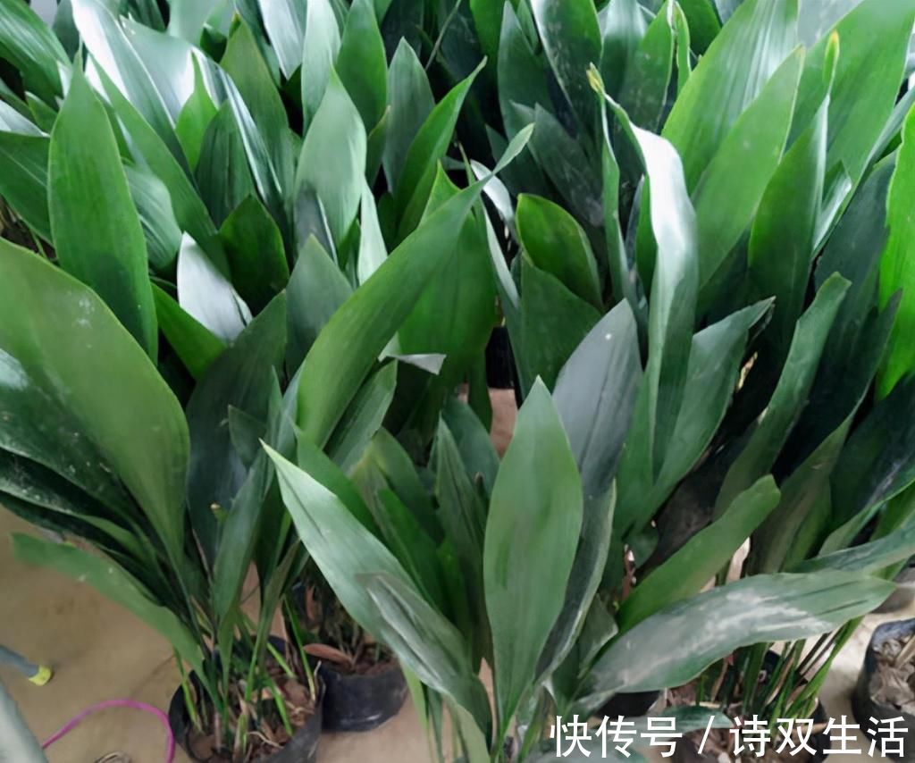 养护|适合卧室养的6种花，好看又实用，养起来也很简单