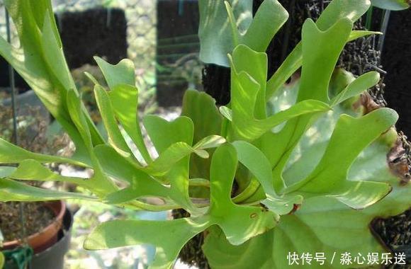 这3款植物虽其貌不扬,室内盆栽,却能让家里变成“天然氧吧”