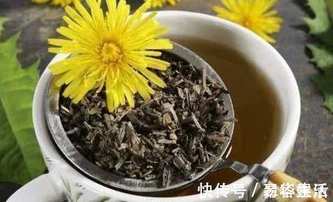 蒲公英茶|每天用“蒲公英”泡水喝，坚持一段时间，这8件好事可能悄然来临