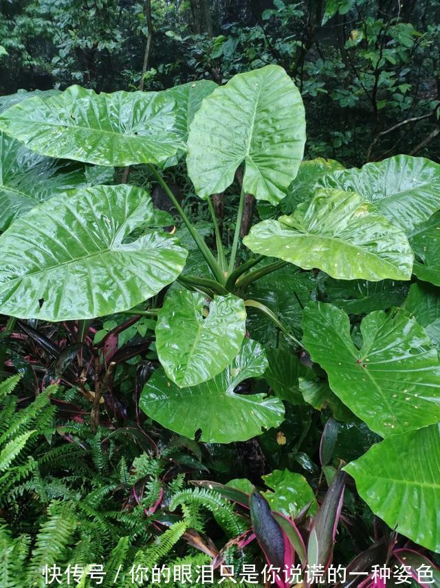 惹不起的花，叶子直径3米大，一片叶子盖住3个人
