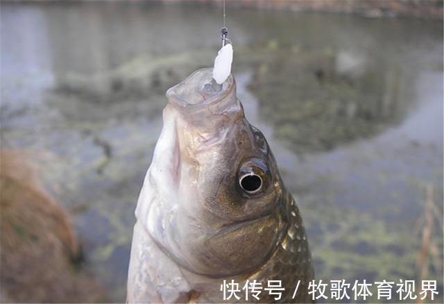 别看这东西便宜,简单处理专钓鲫鱼,你身边就有,别错过