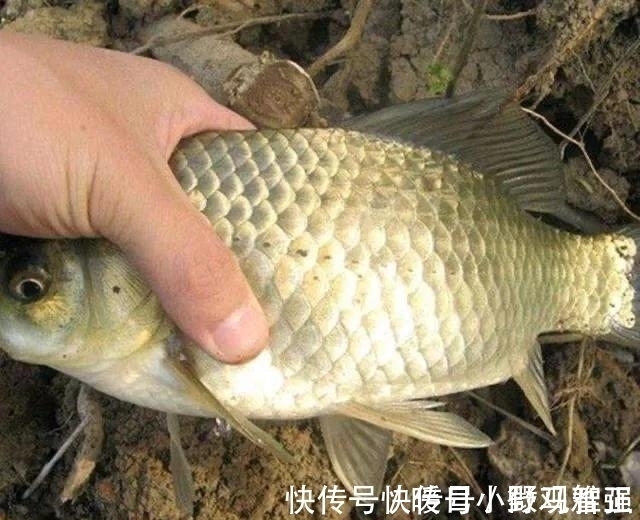 奶鲫|夏天钓鲫鱼学会这几招,轻松避开小鲫鱼,咬钩的全是大板鲫