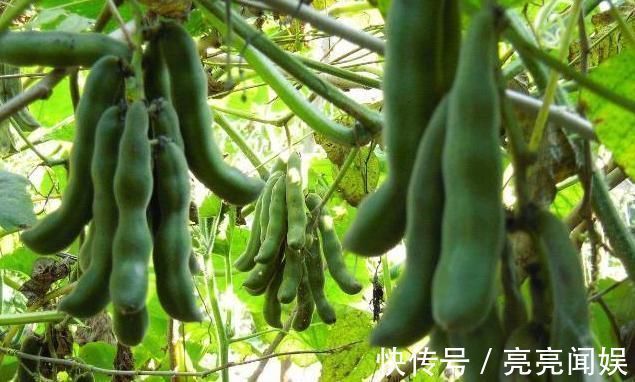 狗爪豆|农村一野菜，是“护腰圣手”，治腰脊酸痛，清热凉血，了解下