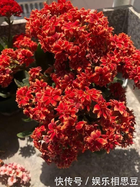 浇水|6种花,夏天一定要管住手,水一多就浇死,很多人不知道