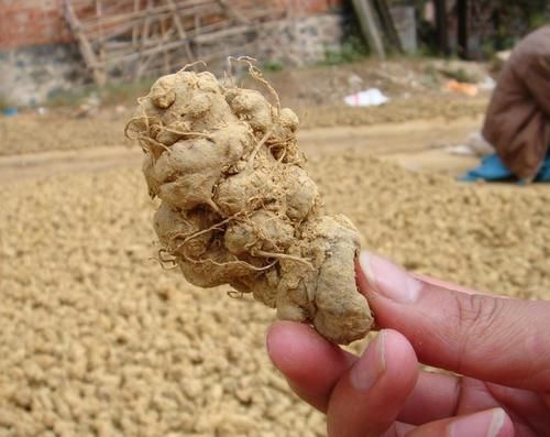 美食|在国外是入侵植物，到了国内成高档美食，一斤100元，看到珍惜