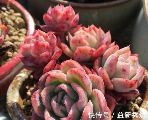 养多肉植物 了解掌握几个要点 蹭蹭长满盆 上色美极了 粉紫色