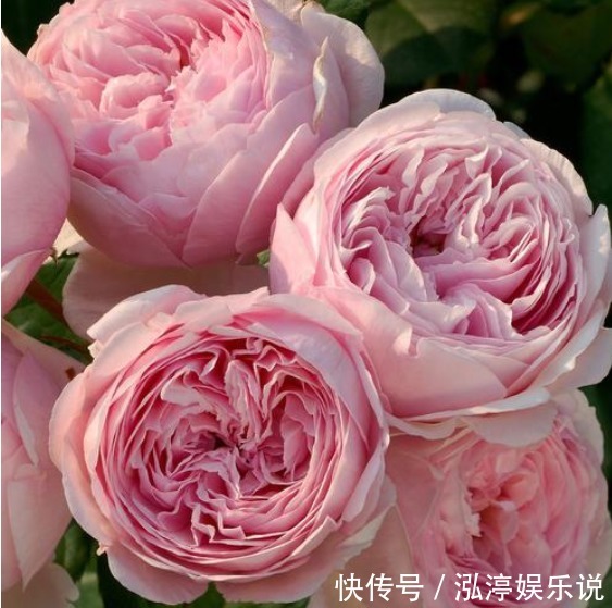 月季|喜欢菊花，不如养盆“玫瑰精品”失忆，初恋的感觉，让人忘不了