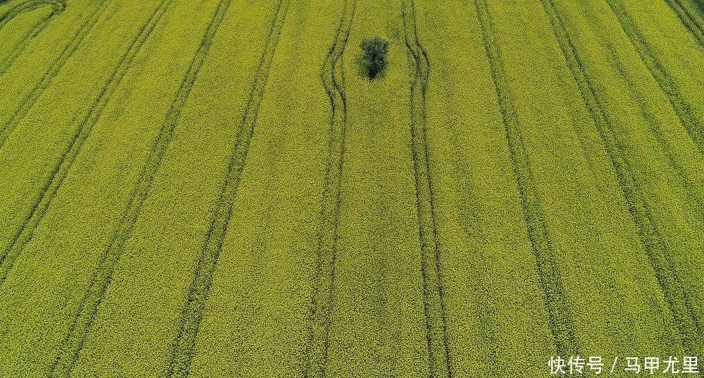 无人机航拍土耳其芥花田 好似天然调色盘