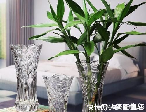 富贵竹|新房子就养这种花，专“吃”甲醛，大气又好养，四季常绿长满盆
