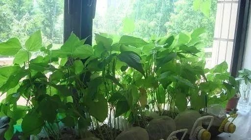 捡30个“空油桶”饮料瓶,这样种菜养花,家里都不用“买菜”了