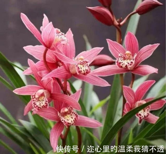 养花就养个花期长的,四季繁花似锦,姿色艳丽,花姿妖娆