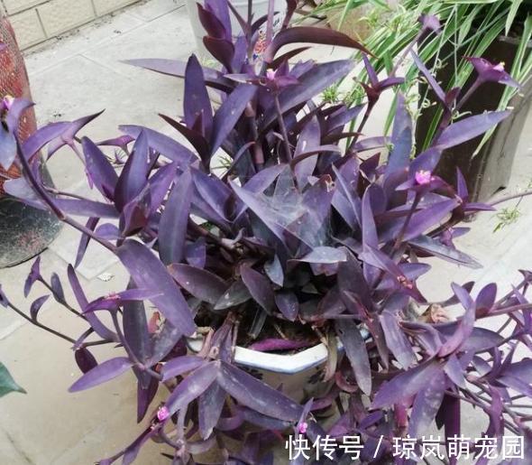 重视健康？不喜欢运动？在家养紫竹梅，注意3点净化作用明显