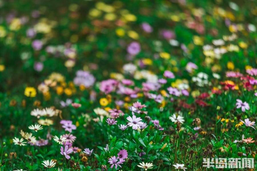 蔷薇|雨润八大关，满架蔷薇一院香！