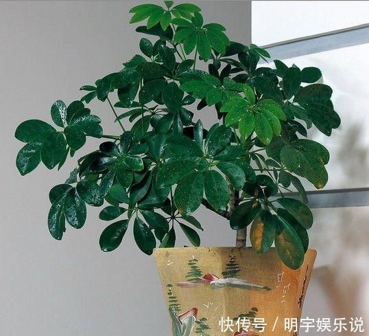 甲醛苯|这“2种”树,比花卉好养,能够吸“甲醛”,养一盆好处真不少