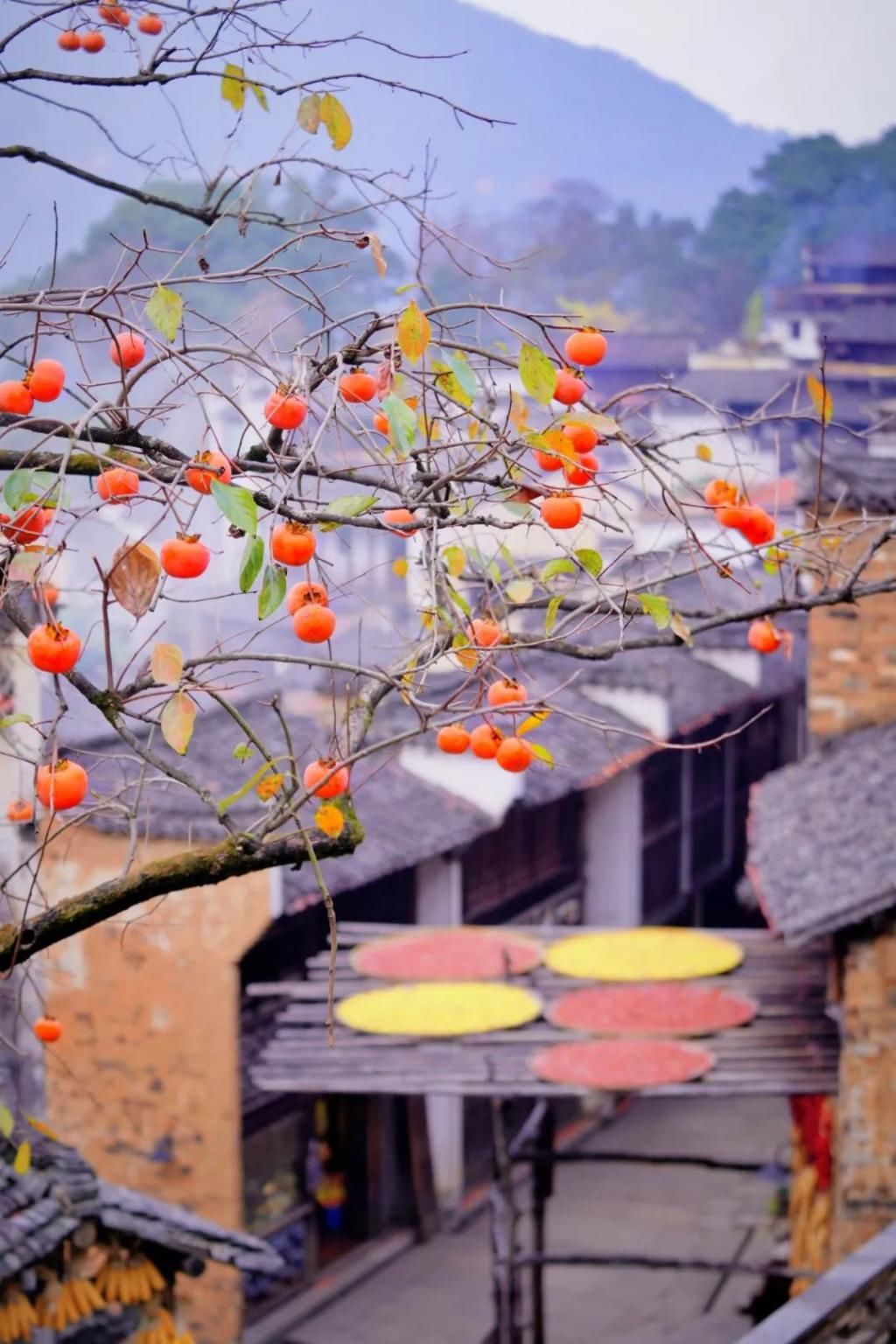 徽州|夏天成了故事 秋天已成风景 秋色徽州等你来