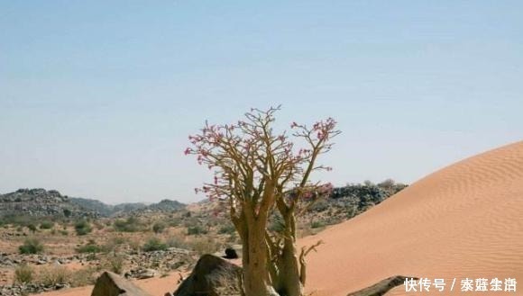 玫瑰花|阳台要想变漂亮，此花养2盆，一到花期，颜值不输玫瑰，养了就爱！