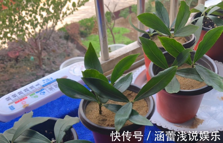 生根|为什么说河沙养花厉害?因为有3大妙用!