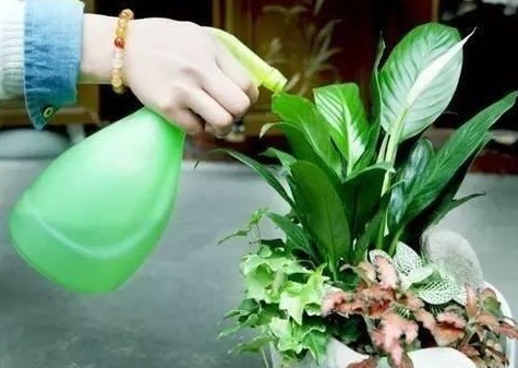 白糖|养花不用“买药”,厨房“2玩意”兑水浇,生根快“2倍”,长势猛