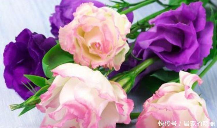 花色|家养这些植物，阳台开出花海，开花美长势旺，黄绿交辉，内敛美