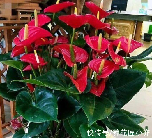 封闭阳台养不好花？那就选这4种，记住“共同点”，就能四季开花