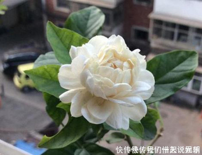 花友们|茉莉中的极品,比栀子香10倍,庭院养一株,香飘满园,不种后悔