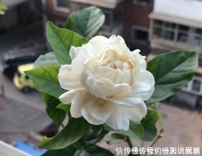 花友们|茉莉中的极品，比栀子香10倍，庭院养一株，香飘满园，不种后悔