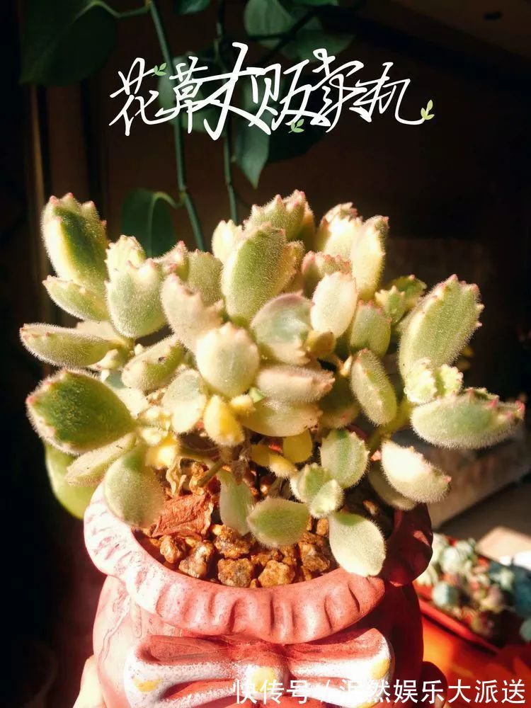 蚧壳虫|为肉痴狂!多肉植物也会用最美的容颜报答我们的勤劳付出!