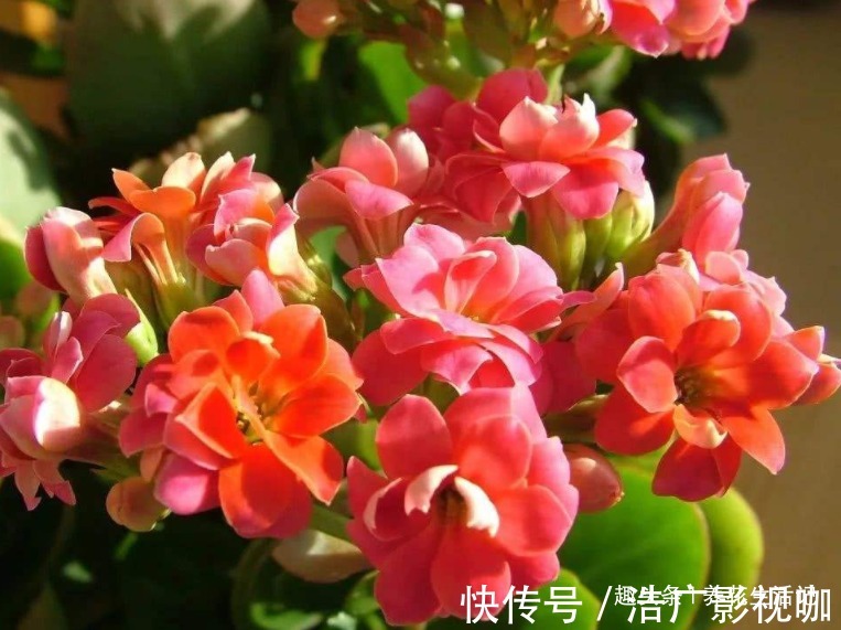 浇水|长寿花“浇水”方法,学会后根系不腐烂,生长状态好!