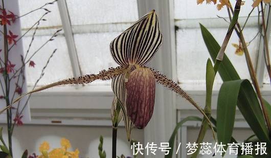 全球最贵的6种花,一株价值几百万,真好看!