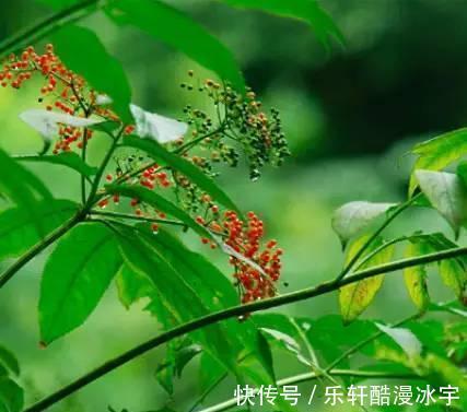 接骨草|农村人相传的接骨草，原来是这样，你见过吗