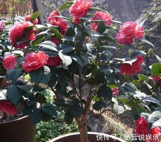 茶花生长,四季有“规律”,秋天这样养,花苞巴掌大,砰砰开大花