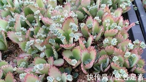 5种高颜值多肉,皮实又好养,易群生长满盆,像是从花盆里流出来