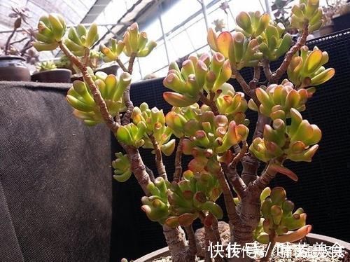 观赏价值高又好养的盆栽多肉植物，太阳一晒就变颜色