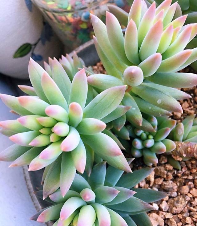 叶片|这“三多肉”扦插正当时,掰点叶片就生根,成活率比其他季节都高