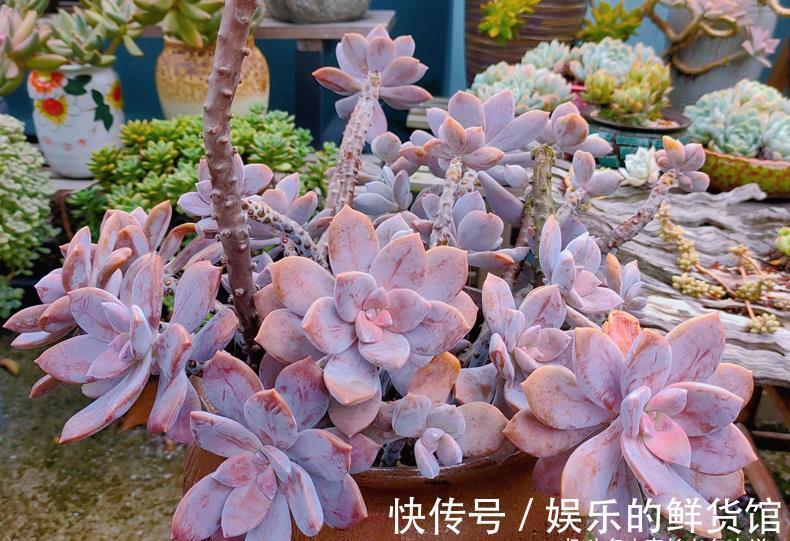 夏季|这8款多肉本身不容易褪色,秋天太阳稍稍晒一下还能变得更美