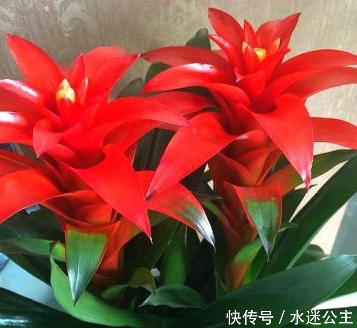 家养“3种花”,花大色艳花期长,盛开时繁花似锦,花色美轮美奂