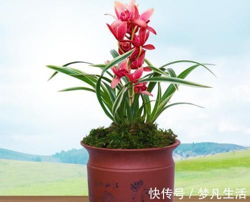 这款兰花“国色天香”，花大色艳，金边线艺明显，每年能开花数次