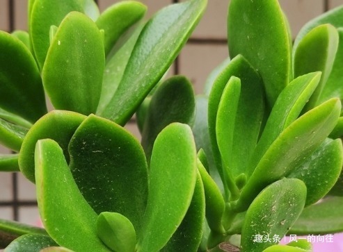 长寿花|这三种绿植最欠收拾,越是给它剪光头越能长势凶猛!太好养了真是