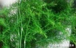 君子兰|君子兰、文竹、虎皮兰，“它”的汁液吃上3－4滴，统统窜“爆”盆！