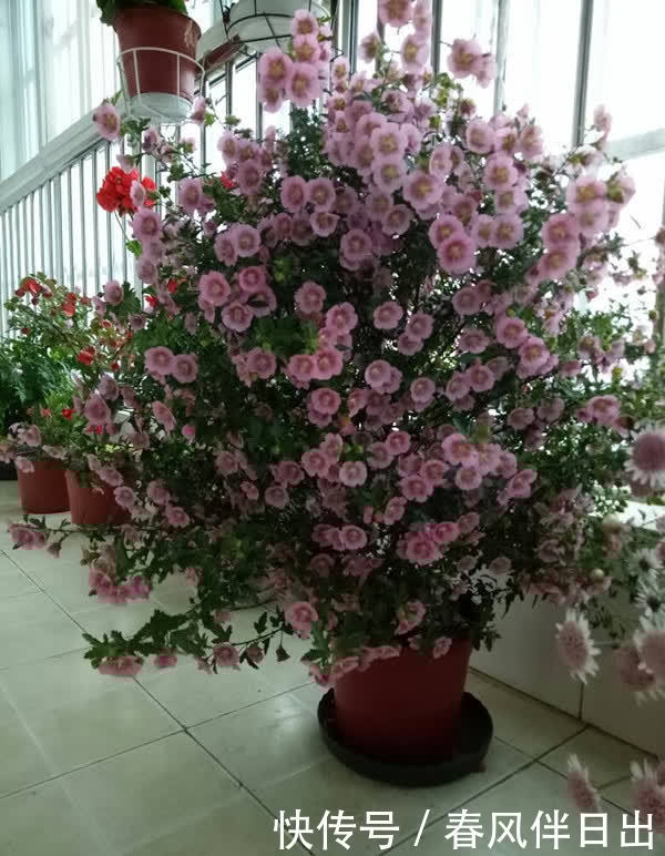 小木槿的“棒棒糖”,3月做好4件事,花比叶子密,灿烂180天