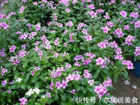 这3种花夏季开花旺,养得好就一点,多晒太阳就成了