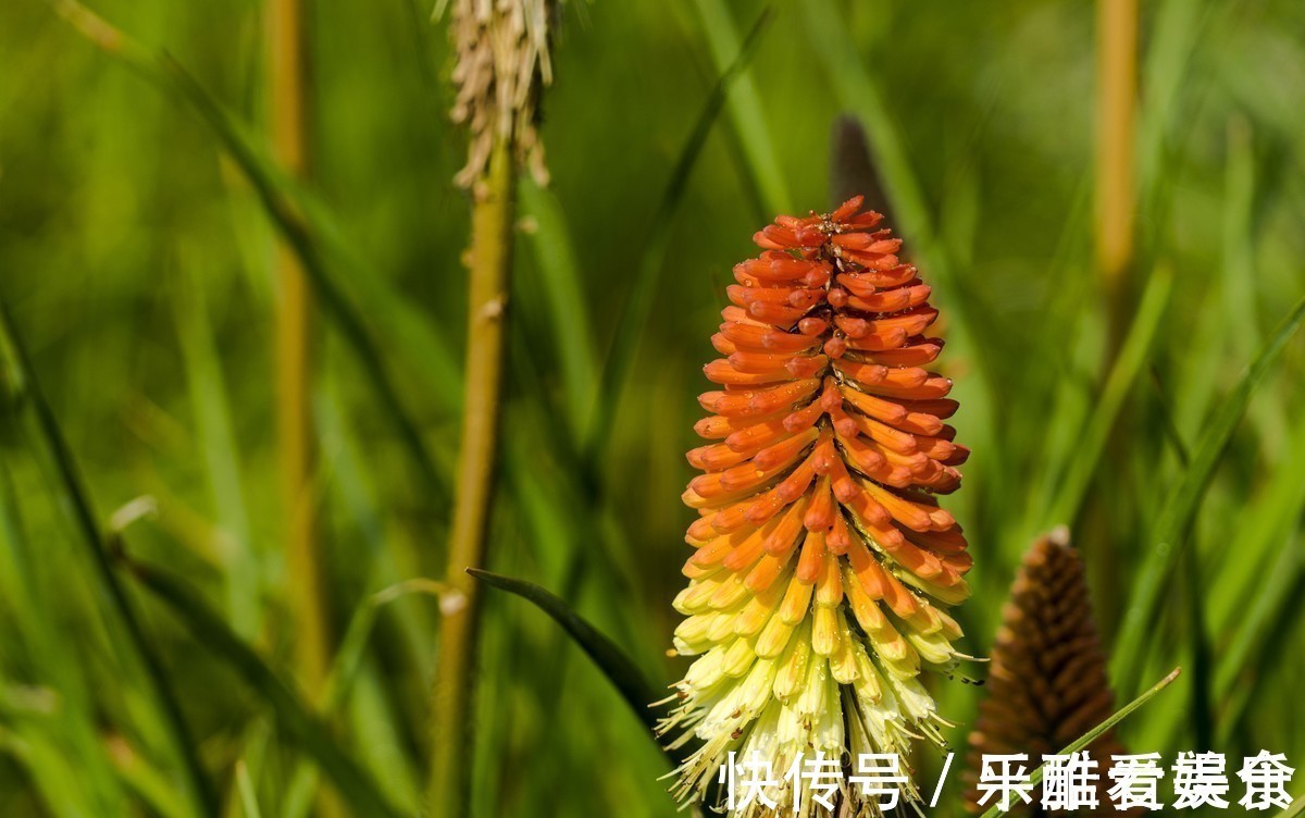 此花给人一种积极向上的寓意,气势磅礴,是一切美好的象征