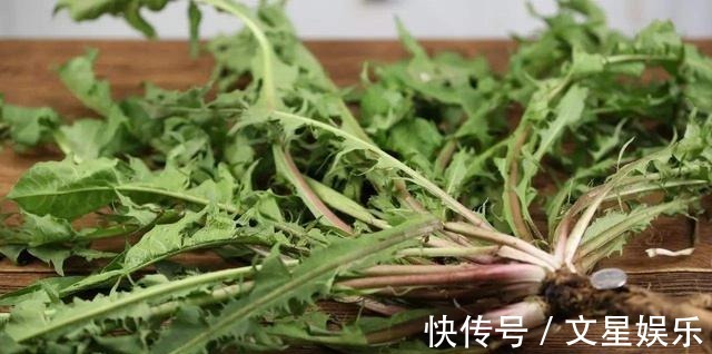 清热解毒|蒲公英被称为“天然抗生素”,营养师提醒2类人一口都不适合喝