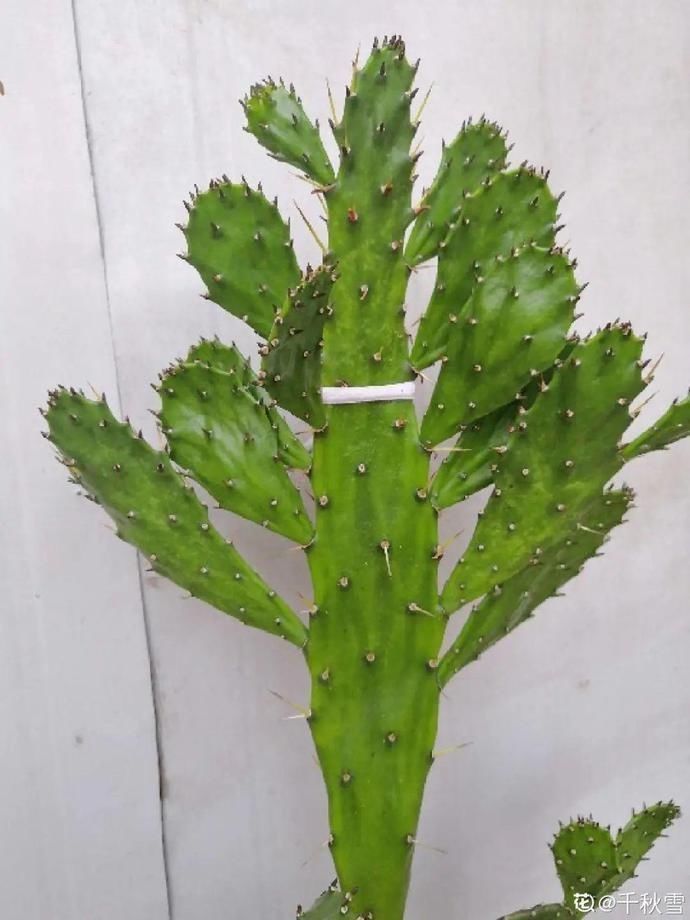 仙人球|5种丑的难入眼的花,养客厅镇宅守家,越养越气派