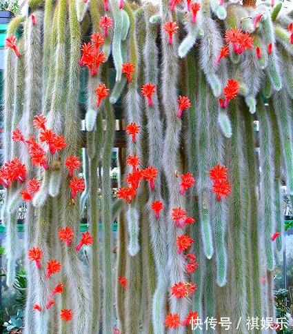 九尾狐|她家一棵“九尾狐”,开花超艳丽,邻居看了都眼馋!